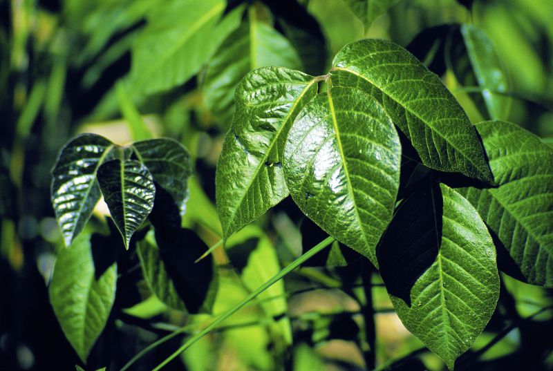 Poison Ivy Removal in Allentown, PA