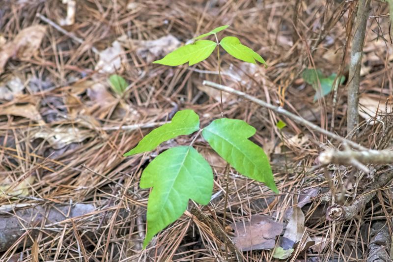 Poison Ivy Removal in Newark, DE