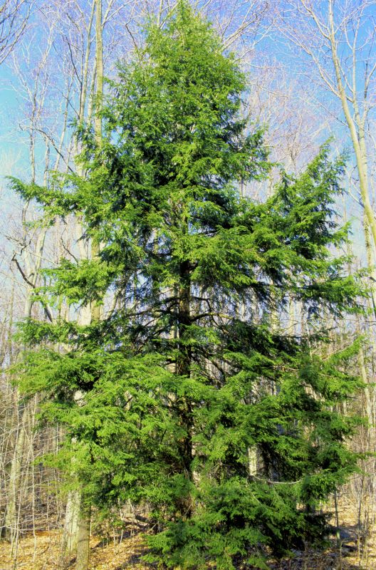 Hemlock Removal in Ventura County, CA