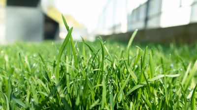 Lawn Fertilizing Service in Honolulu, HI