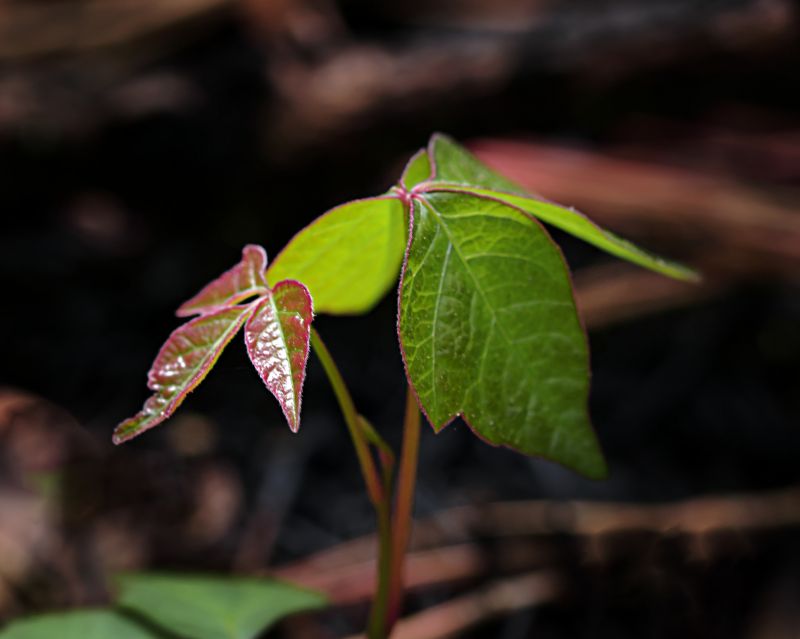 Poison Ivy Removal in Doylestown, PA