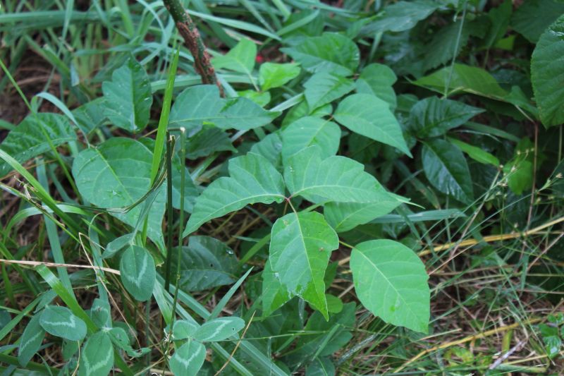 Poison Ivy Removal in Wilmington, DE