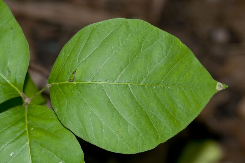 Poison Ivy Removal in Lancaster, PA