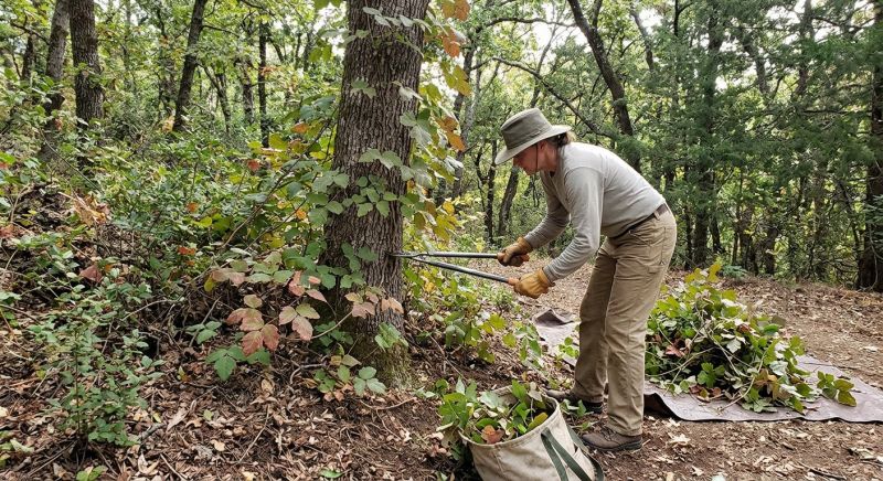 Poison Oak Removal in Delaware County, PA