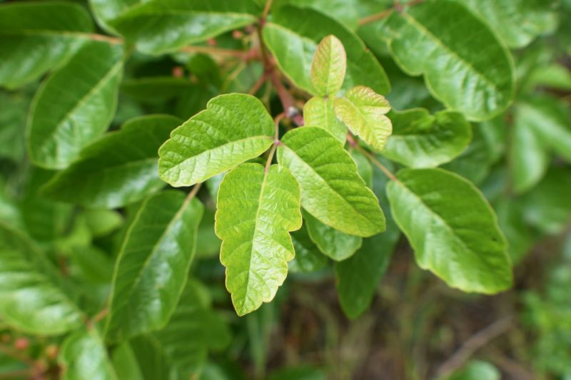 Poison Oak Removal in Allentown, PA