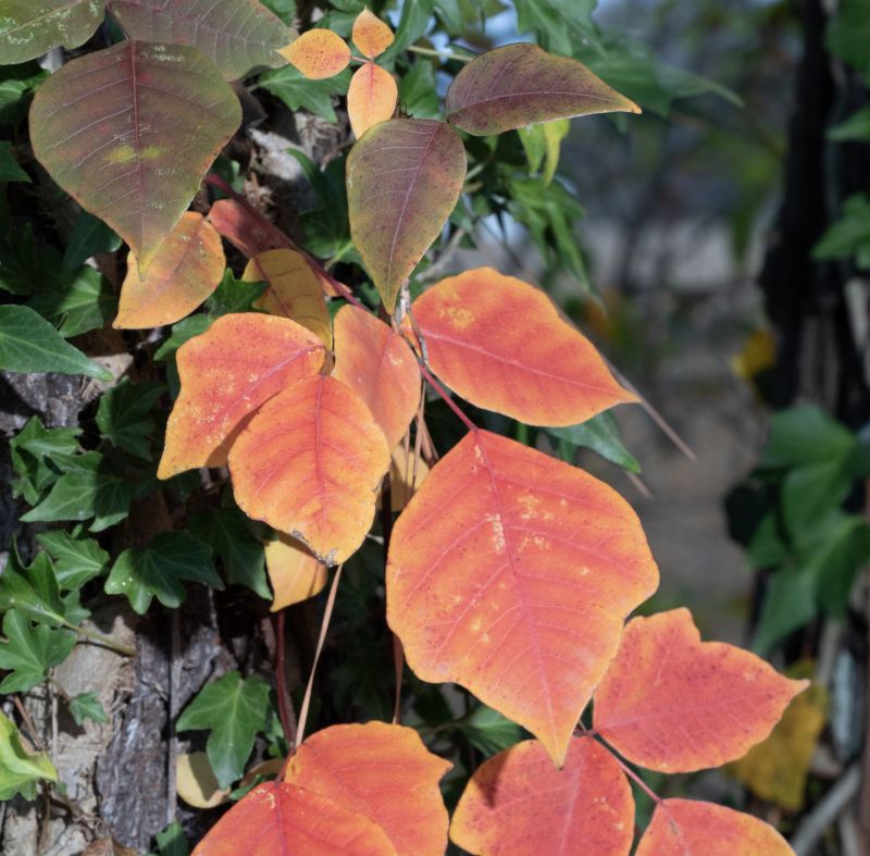 Poison Oak Removal in Doylestown, PA