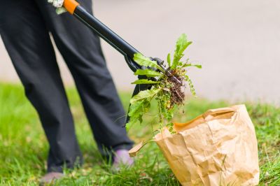 Poison Oak Removal Tools