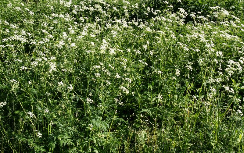 Poison Oak in Spring