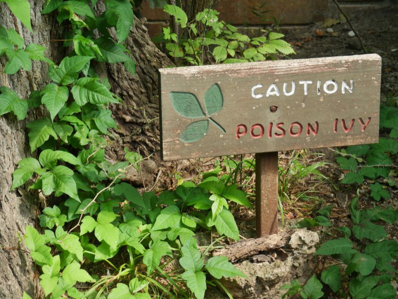 Mature Poison Oak