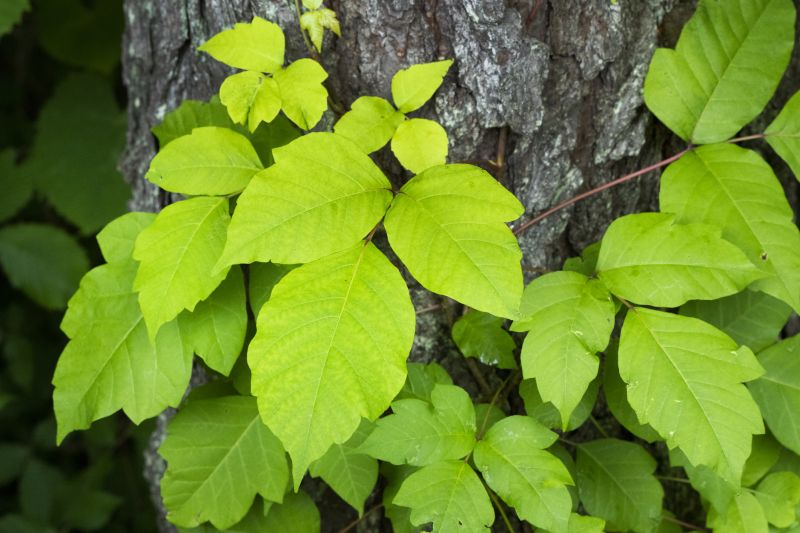 Products For Poison Oak Removals in use