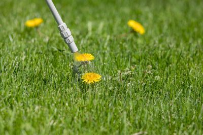 Thistle Treatment in Rockwall, TX